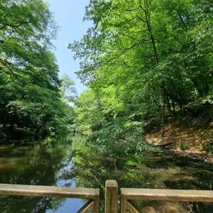 belgrad forst in summer